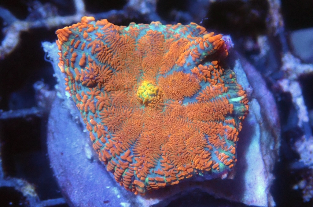 M3 菇（frag座3.5cm)