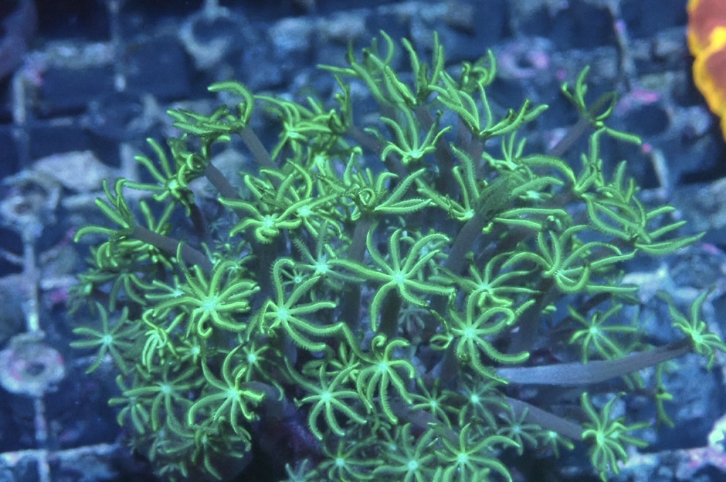 TH6 笙珊瑚（紅珊瑚星花）（開大約2.吋）