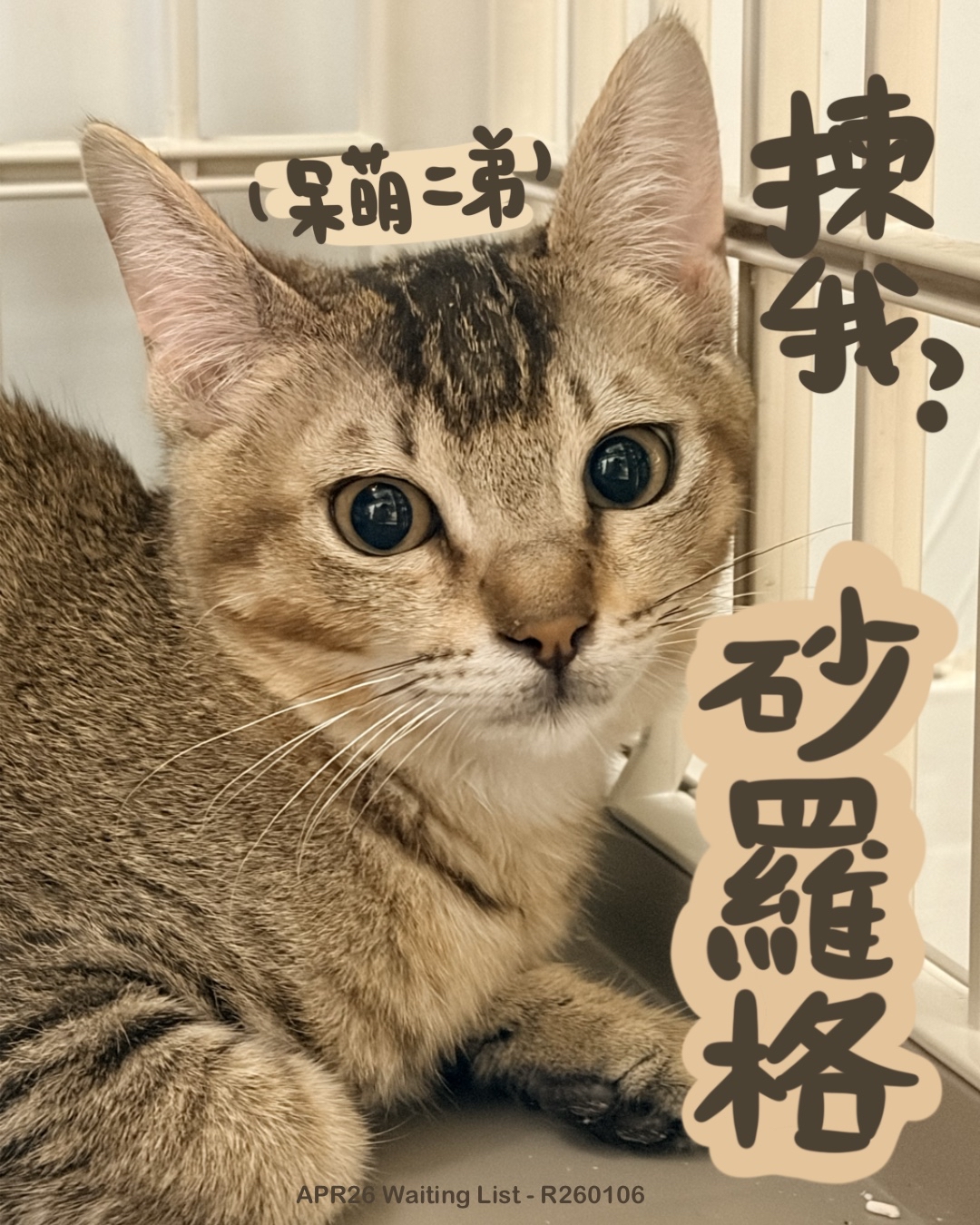 助養砂羅格｜指定助養貓咪 Special Plan ｜貓站每月助養計畫