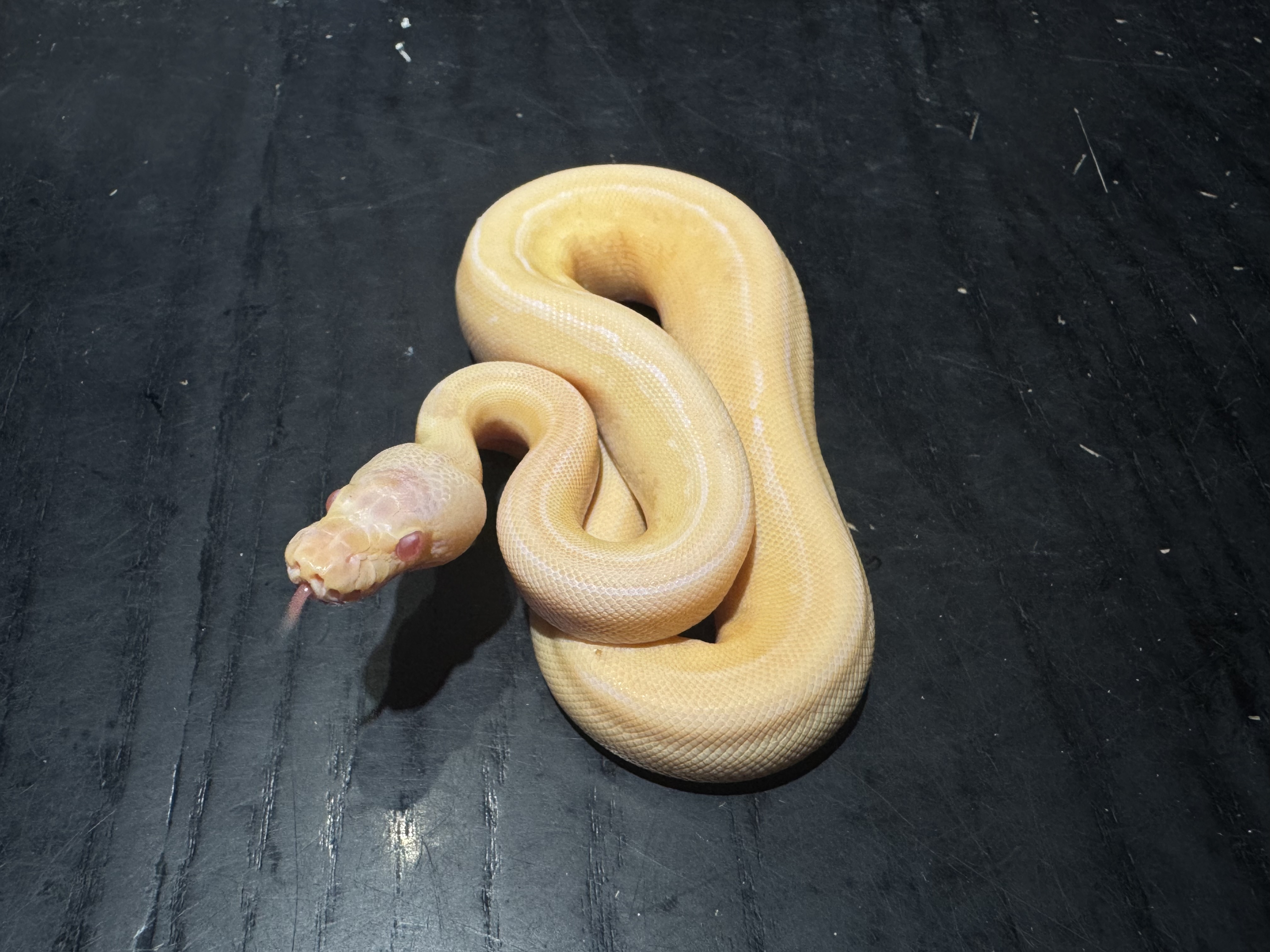 26 Albino Black Pastel Pinstripe het Pied 0.1
