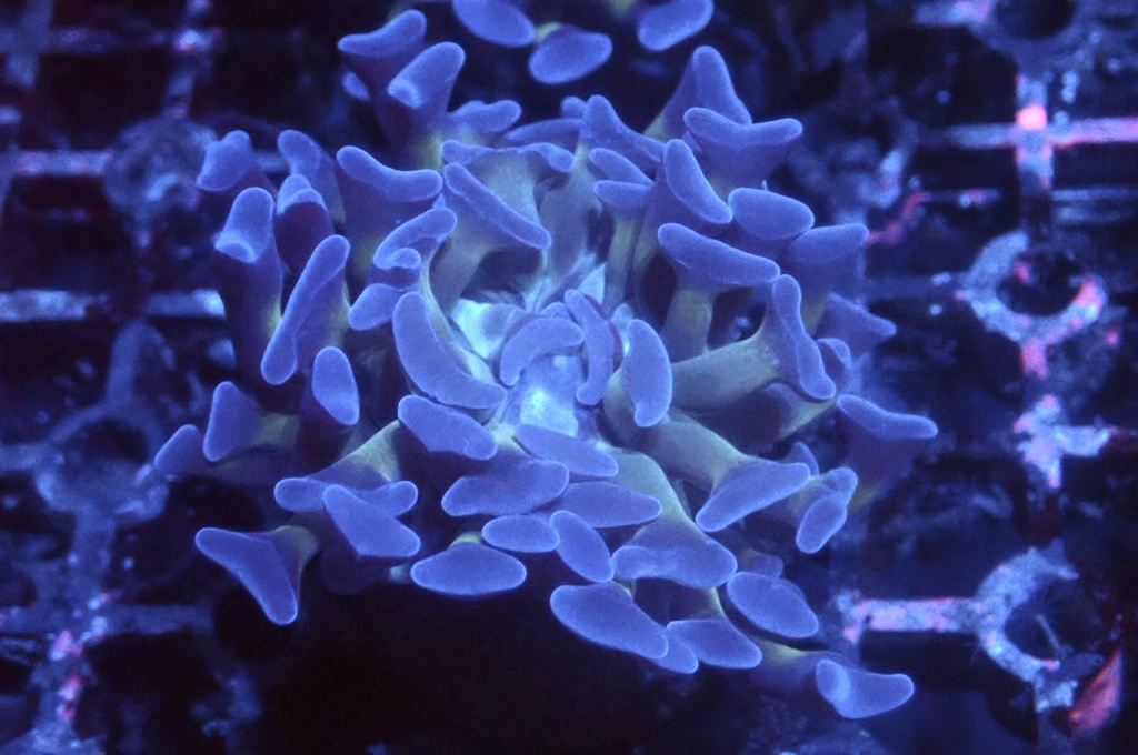 H5 豬腰  （開大約2.5吋）