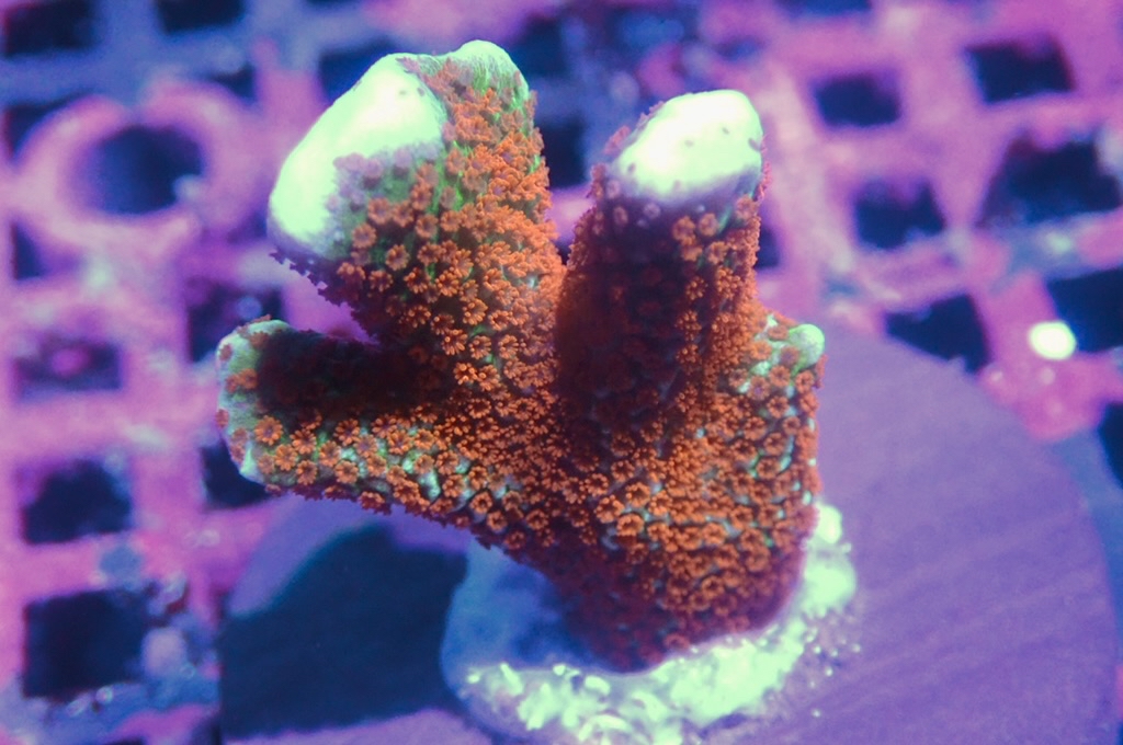 K17 紅花疊瓦  (frag座3.5cm)