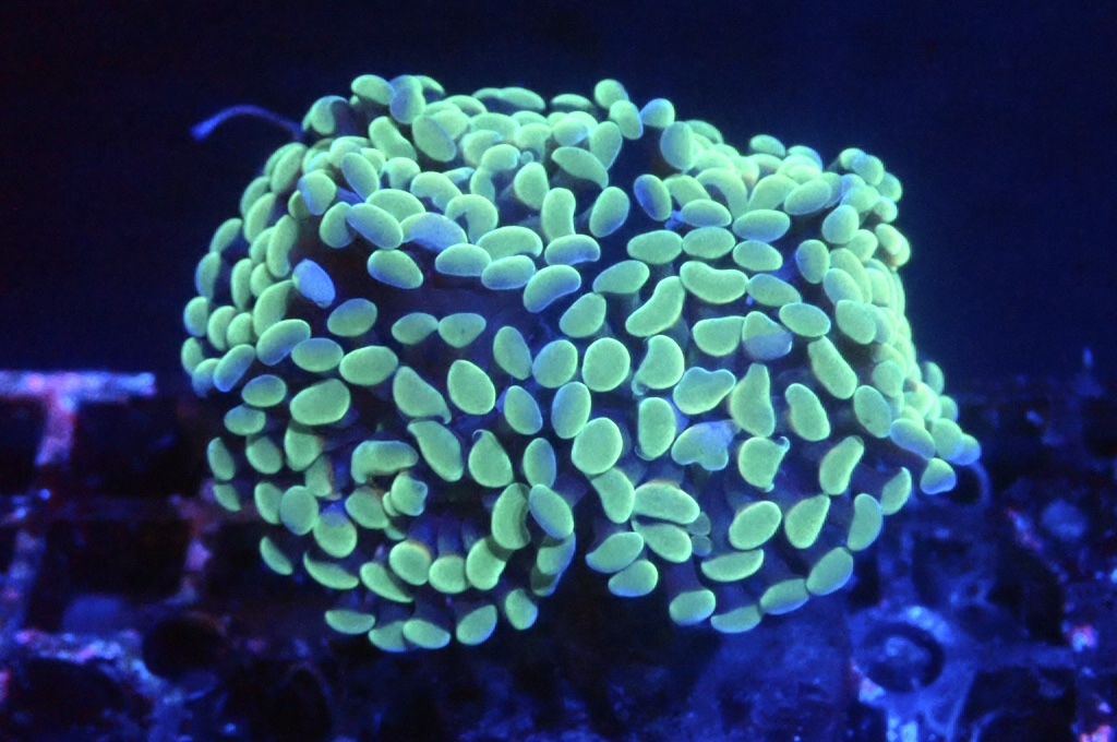 H8 豬腰  （開大約2.5吋）