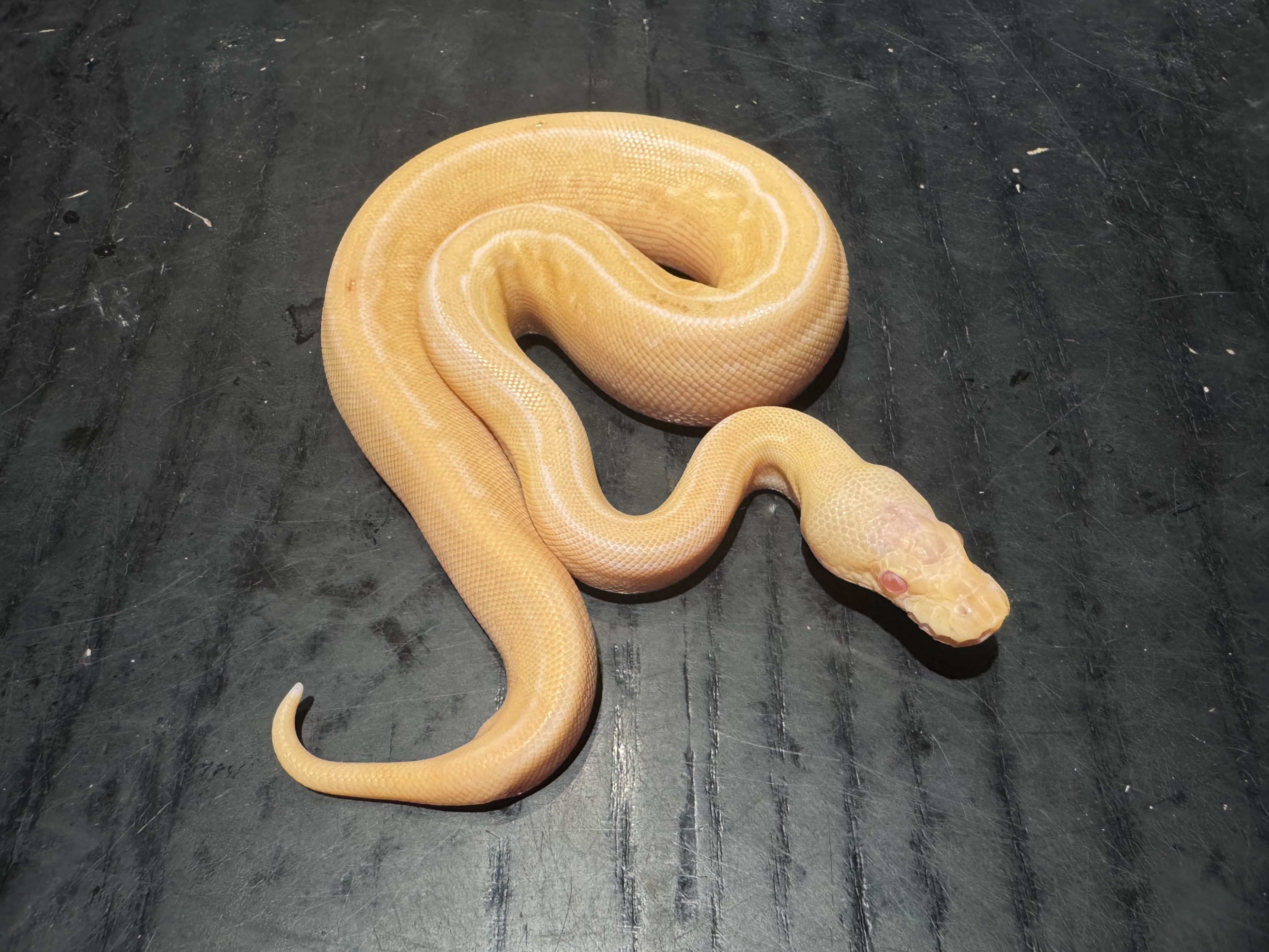 26 Albino Black Pastel Pinstripe het Pied 0.1
