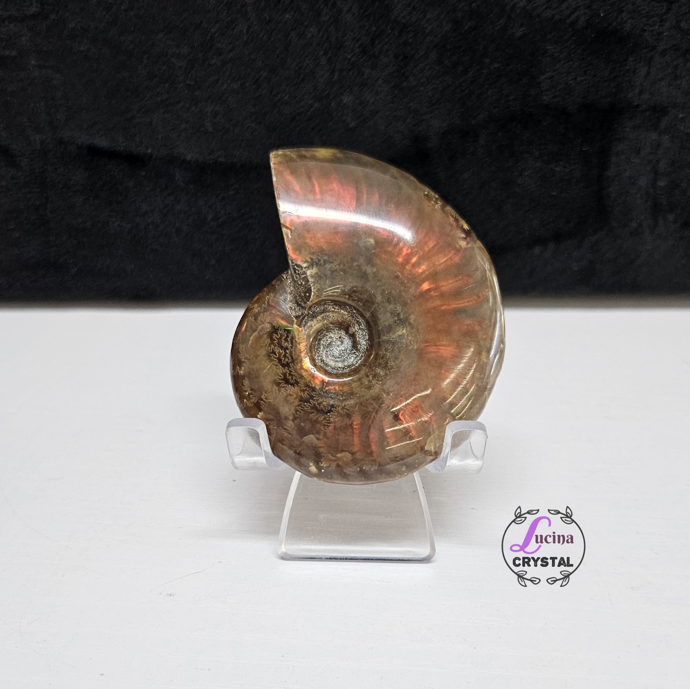 (Co#J332) 斑彩螺/Ammonite