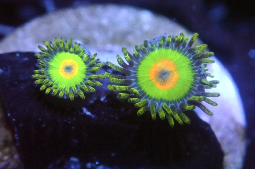 Z10 美國孔雀 鈕扣（frag座2cm)