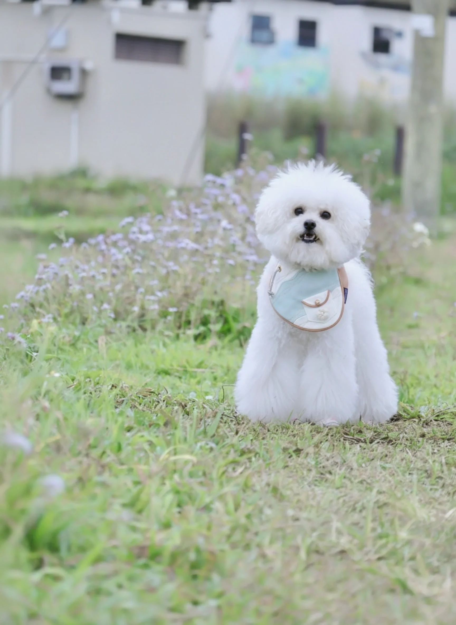 MOMOJI Antibes (1-Azure Mist) | Pet Neckwear