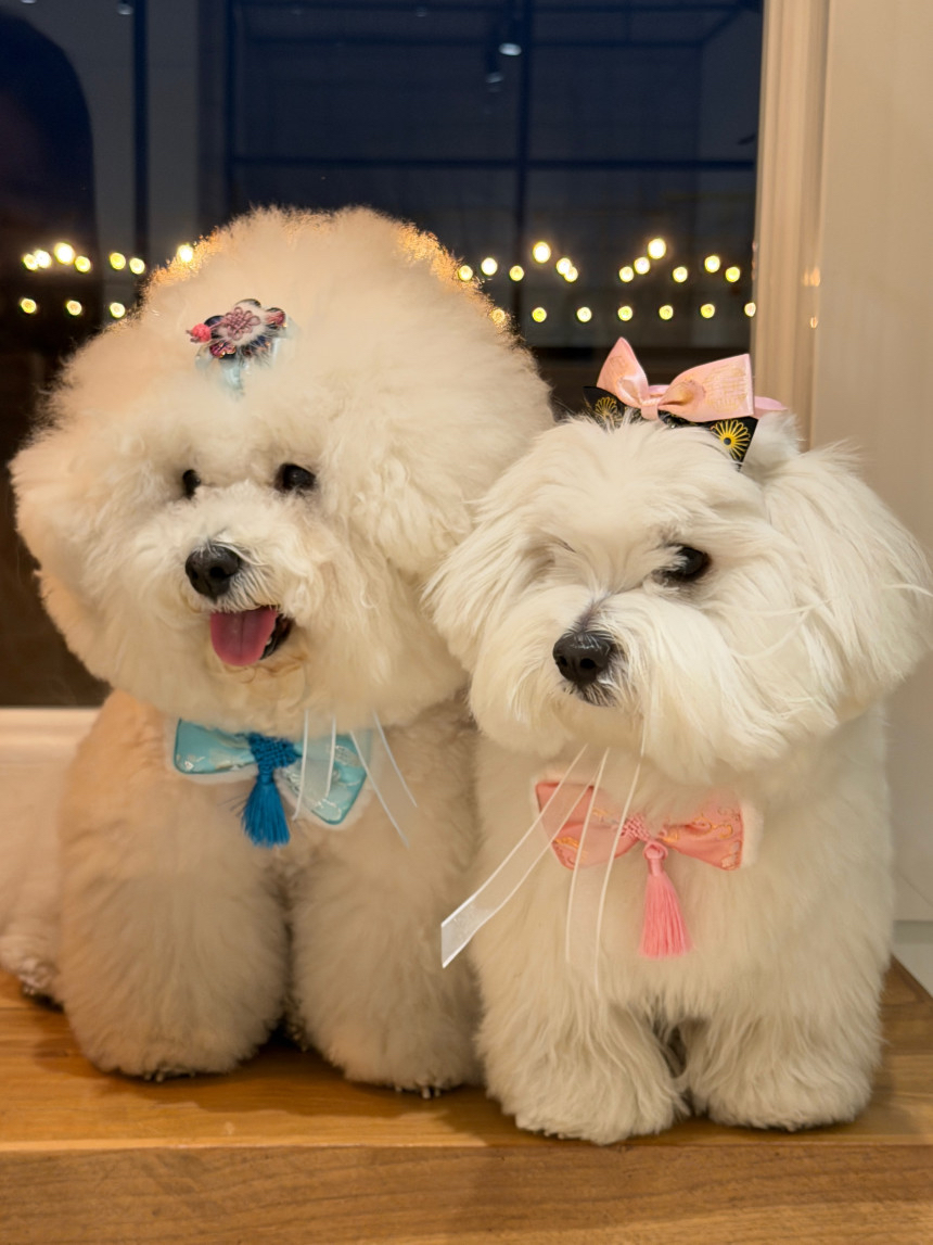 韓國🇰🇷特色 毛孩扮靚小配件