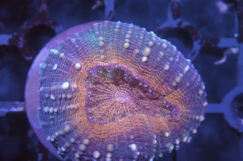 E1 分支骨針腦（開大約1.5吋）