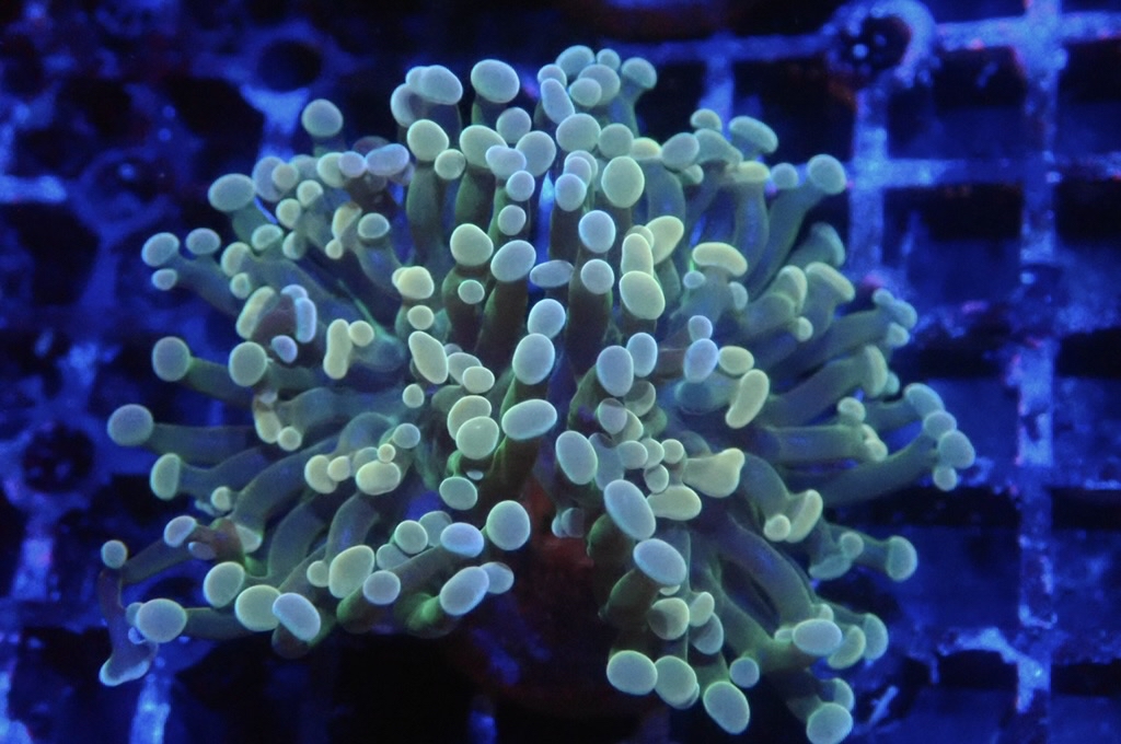 H11 豬腰  （開大約2.5吋）