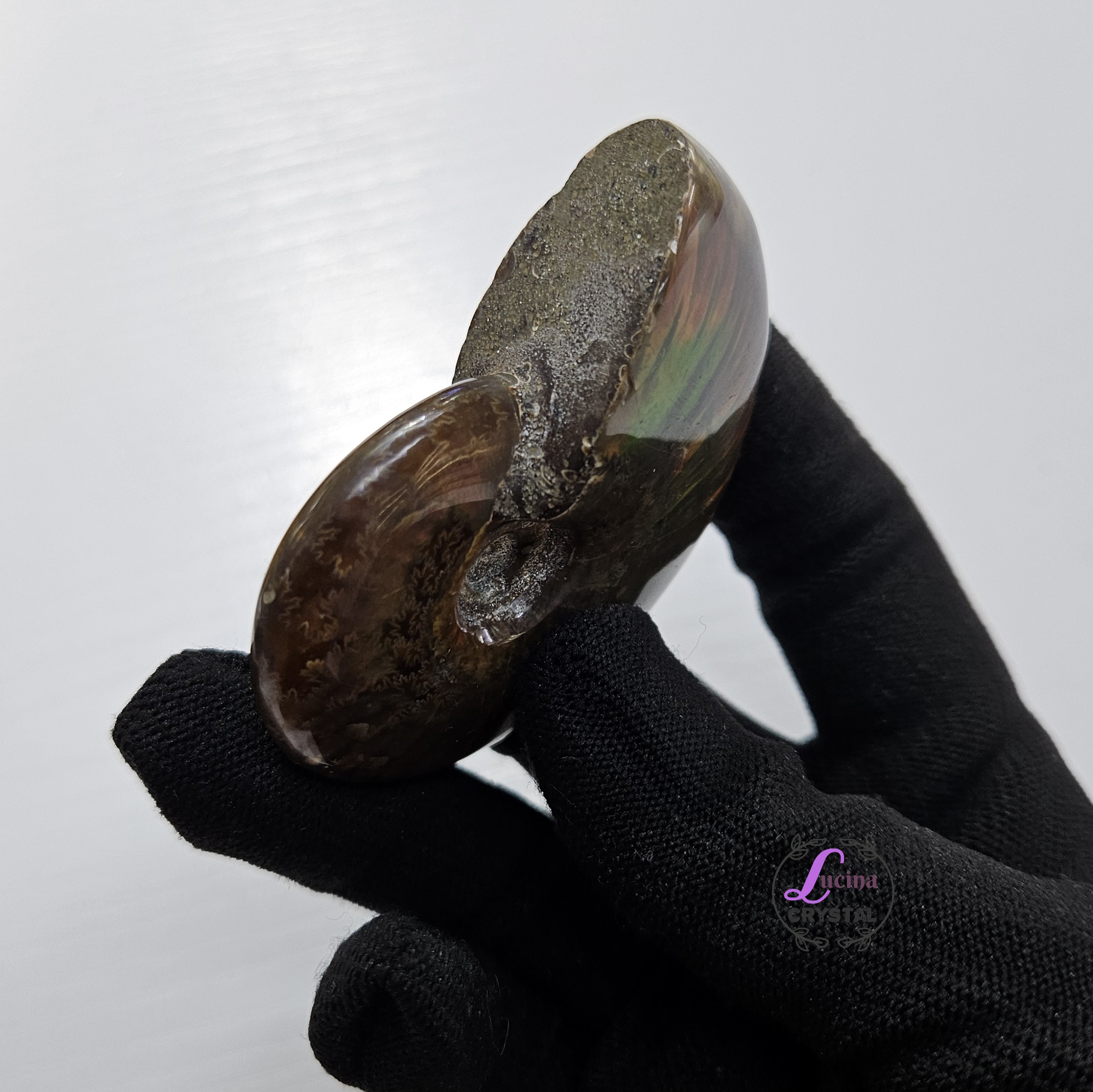 (Co#J332) 斑彩螺/Ammonite