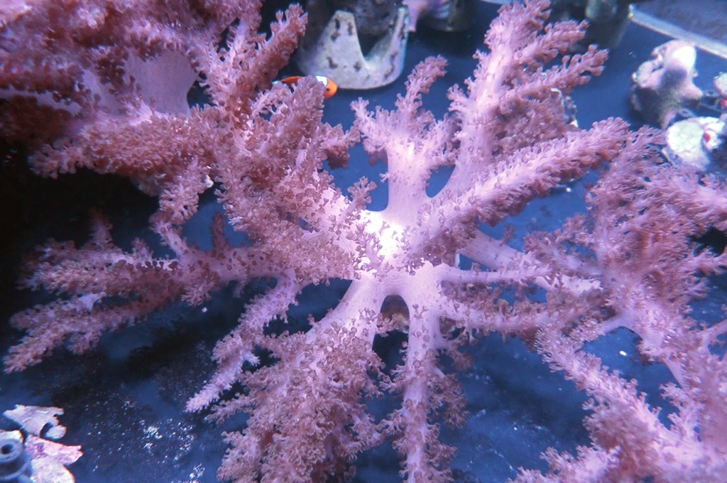 Tree 15 大九尾狐 (開大約8吋）