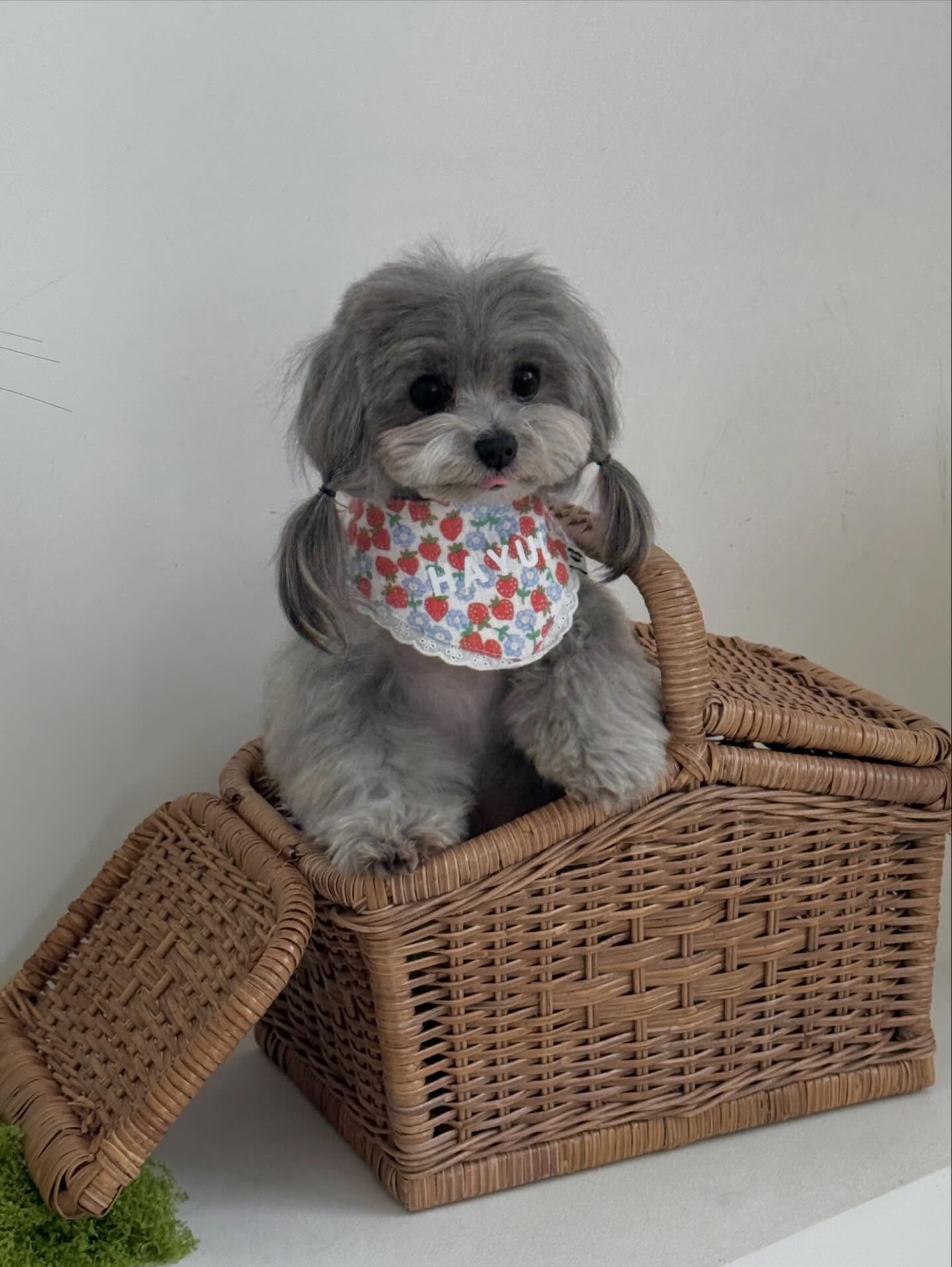 🍓Berry Garden bib/scarf