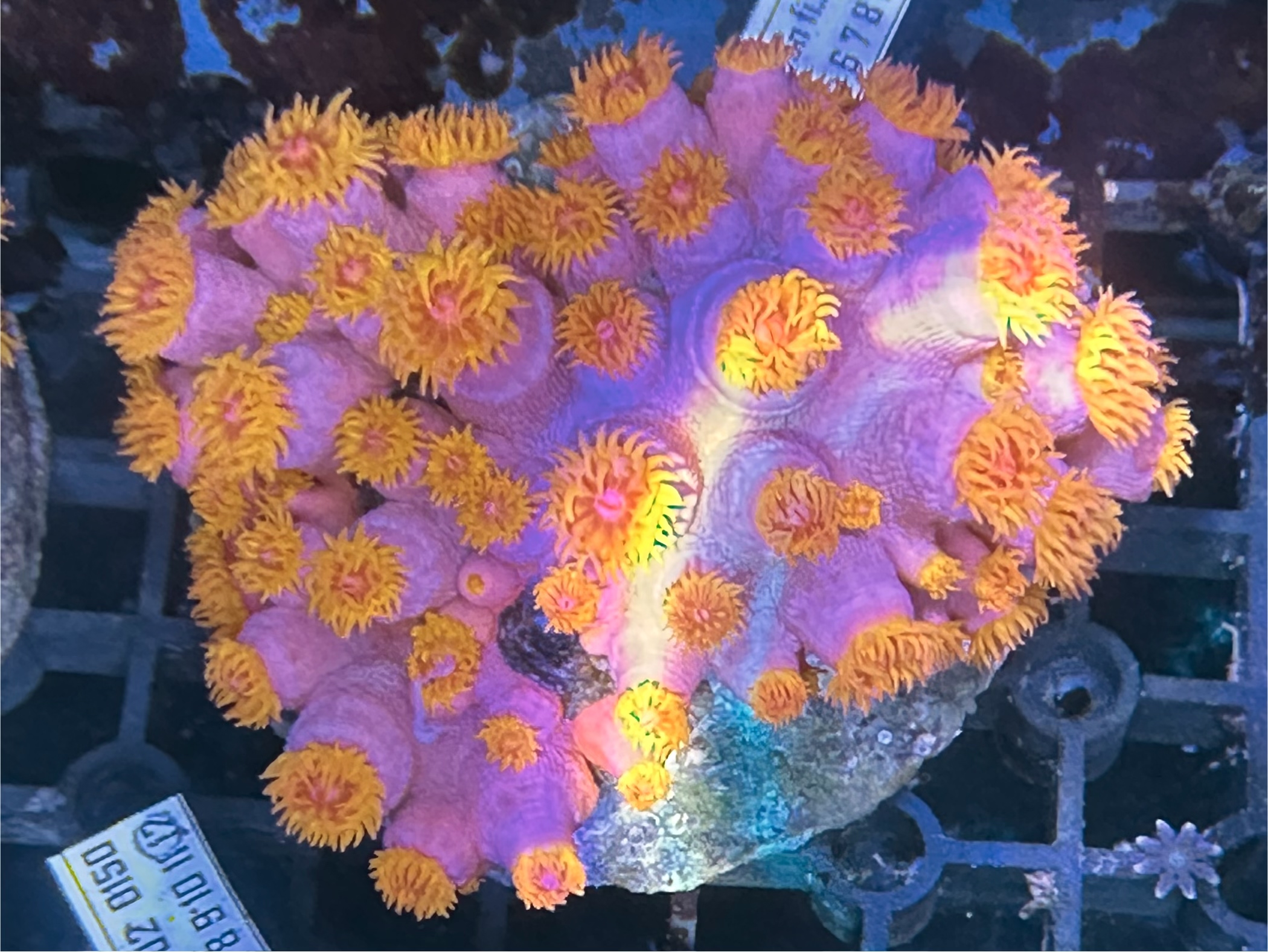 Sun 6 太陽花（開大約3.5吋）