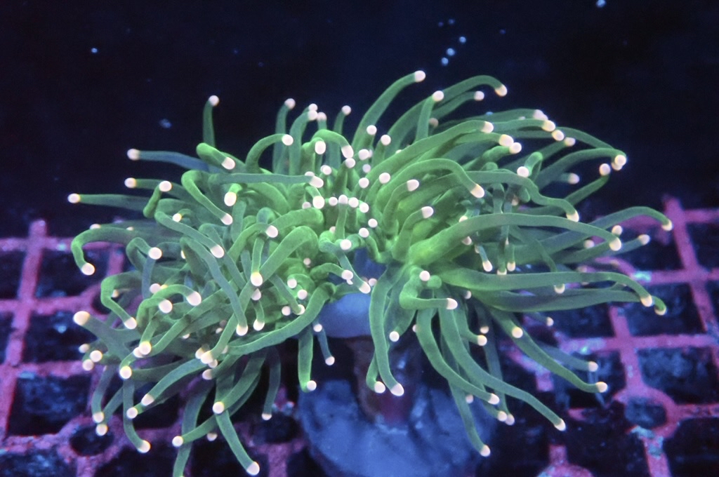 T6 綠火柴（開大約2.5吋）