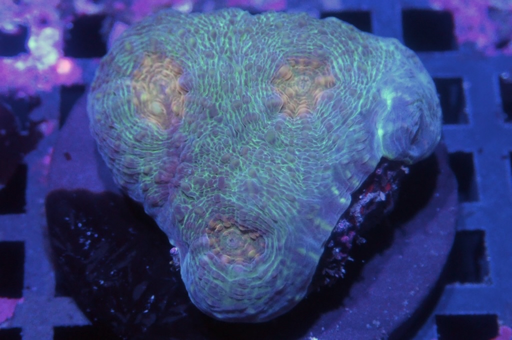 N13 (開大約1.5吋）