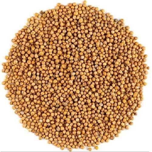 優質黃芥末籽 — 原粒飽滿．溫和微辛．醃製醬料必備Premium Yellow Mustard Seeds — Plump & Mildly Pungent — Perfect for Mustard Making & Picklingउत्तम पीली सरसों के बीज — भरे हुए, हल्के तीखे — सरसों बनाने और अचार के लिए एकदम सही