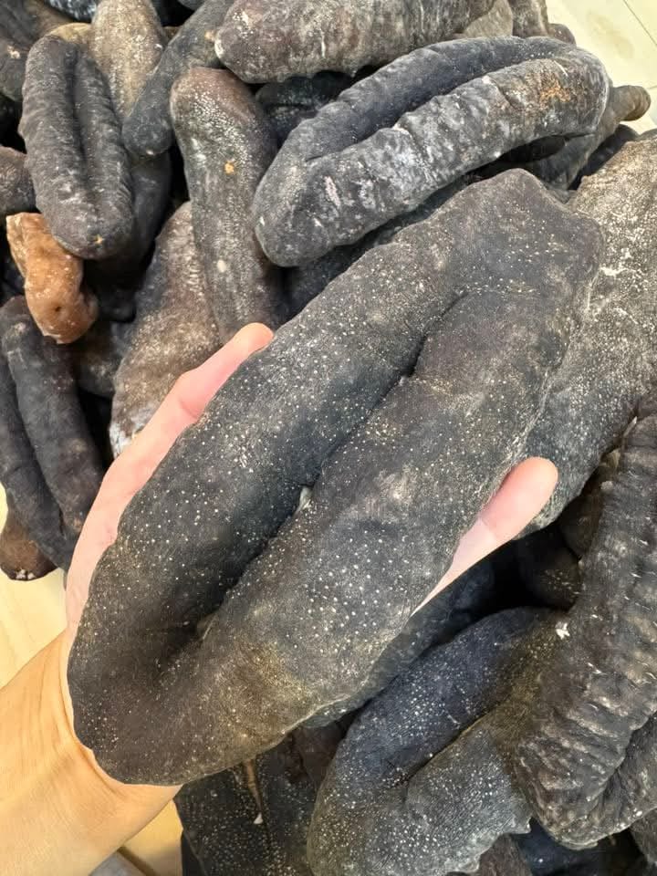恒发海味 ‖ 3-5支马尔代夫猪婆参 Maldives Sea Cucumber 1PCS 3-5倍发头