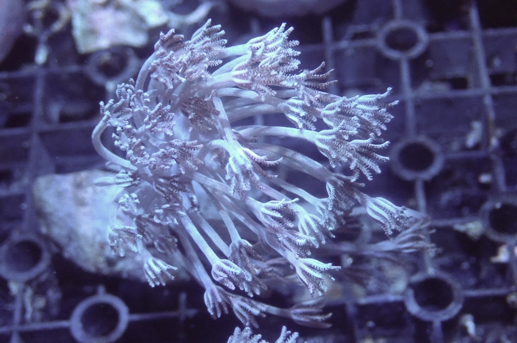 Hand 5 千手（不閃） （開大約2.5吋）