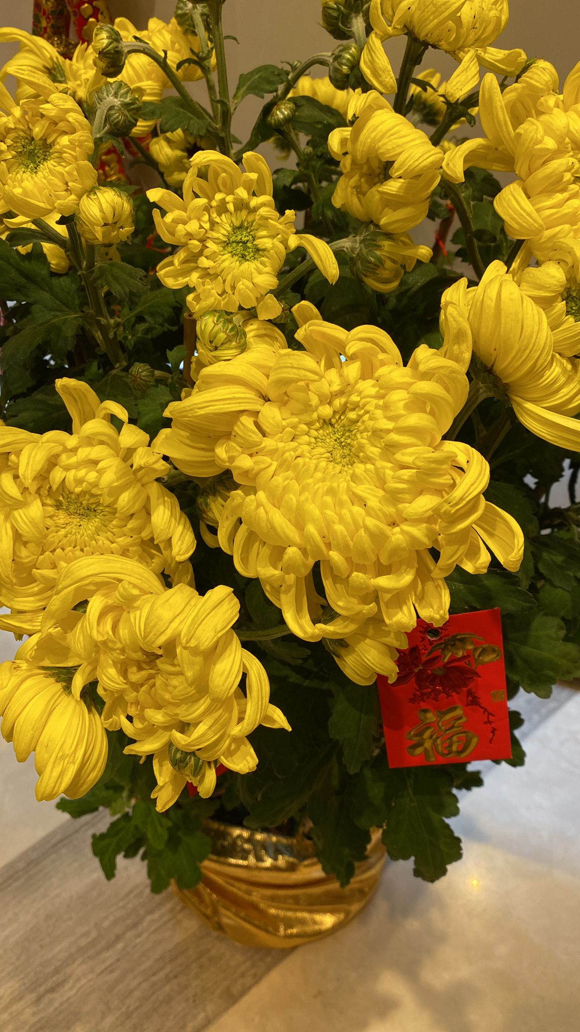 爆菊