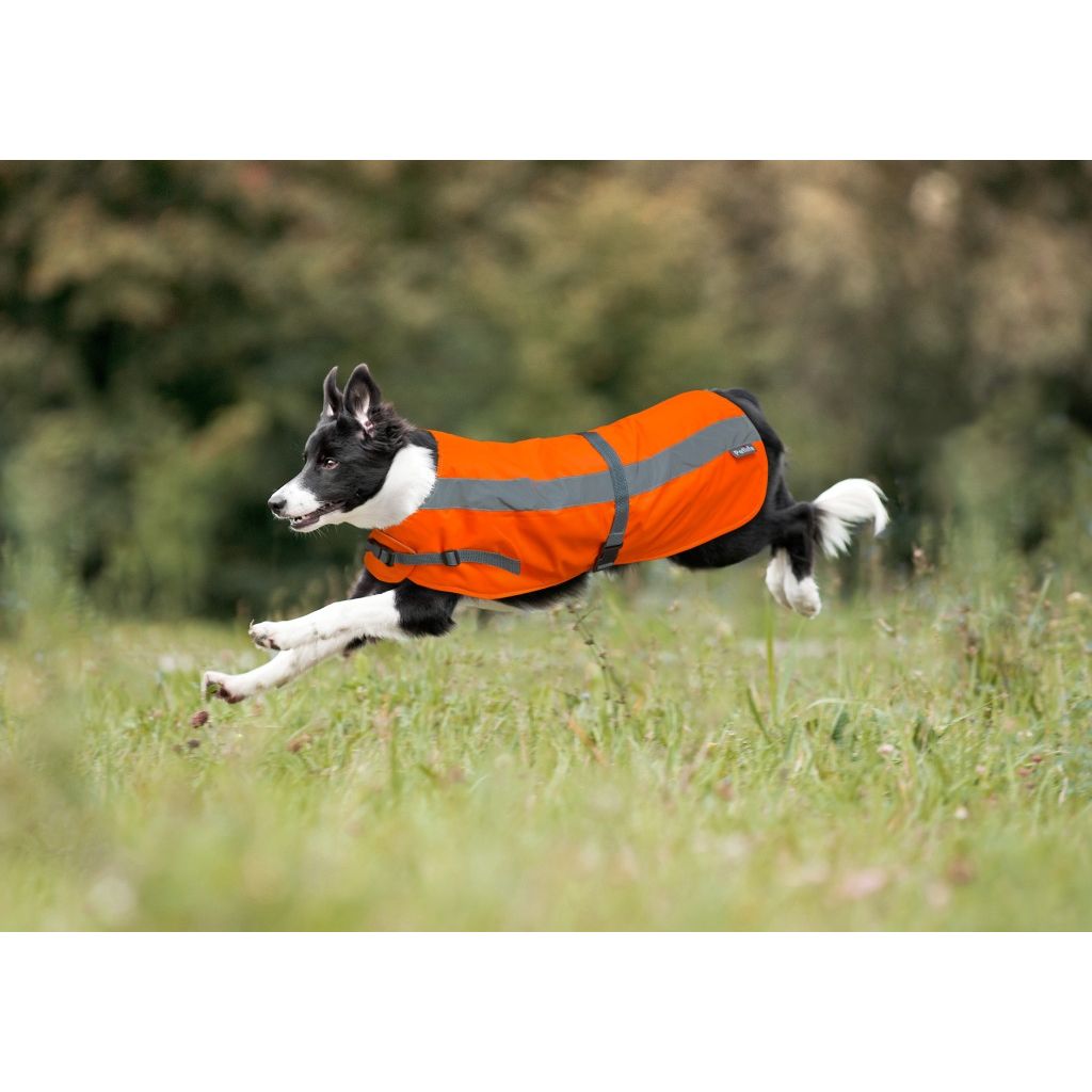 Hi vis dog coat hotsell