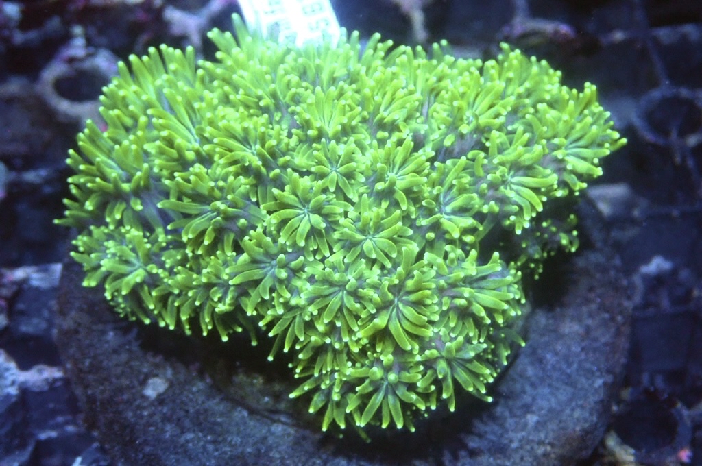 Star 2 滿天星 （開大約3吋）