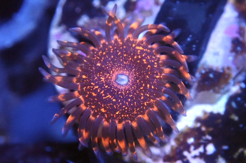 Z8 鈕扣（frag座2cm)