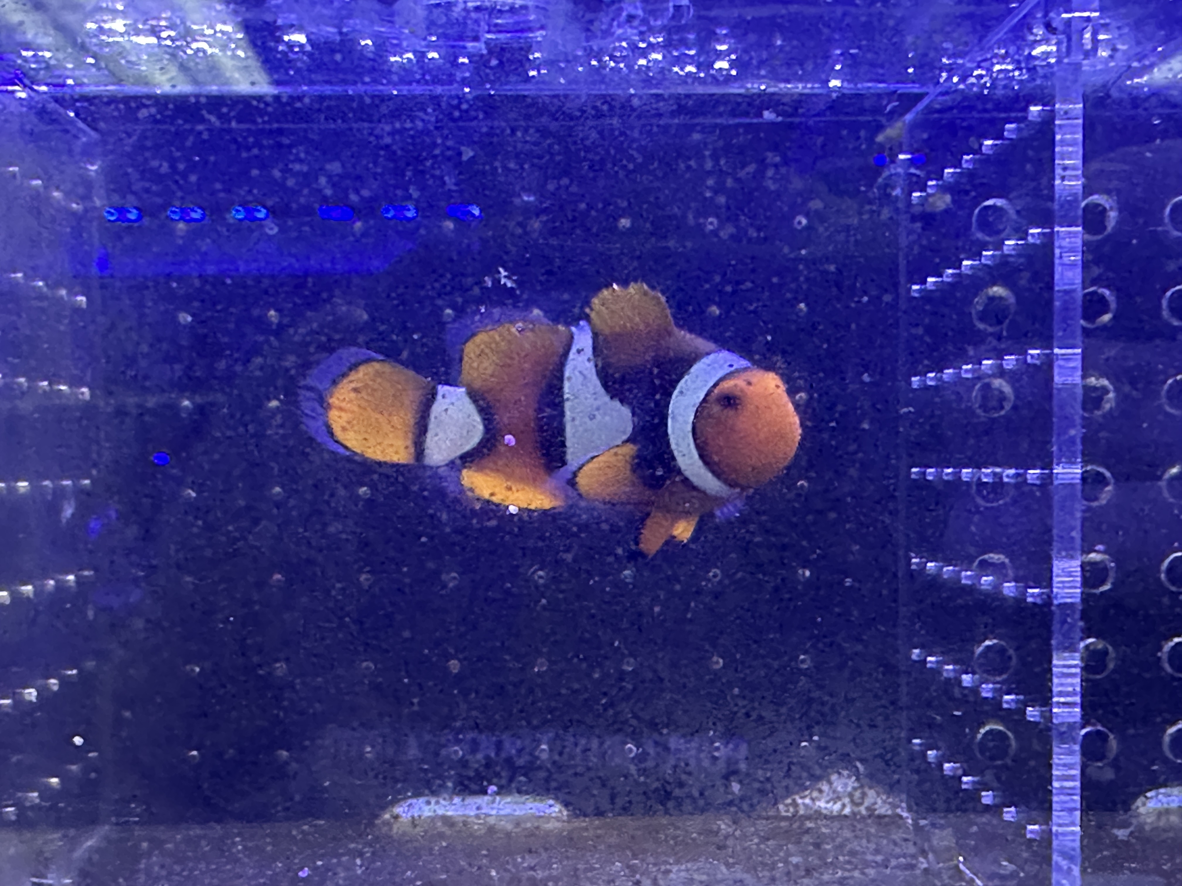 野生黑背心小丑（2-2.5吋）隨機發送或歡迎親臨選購