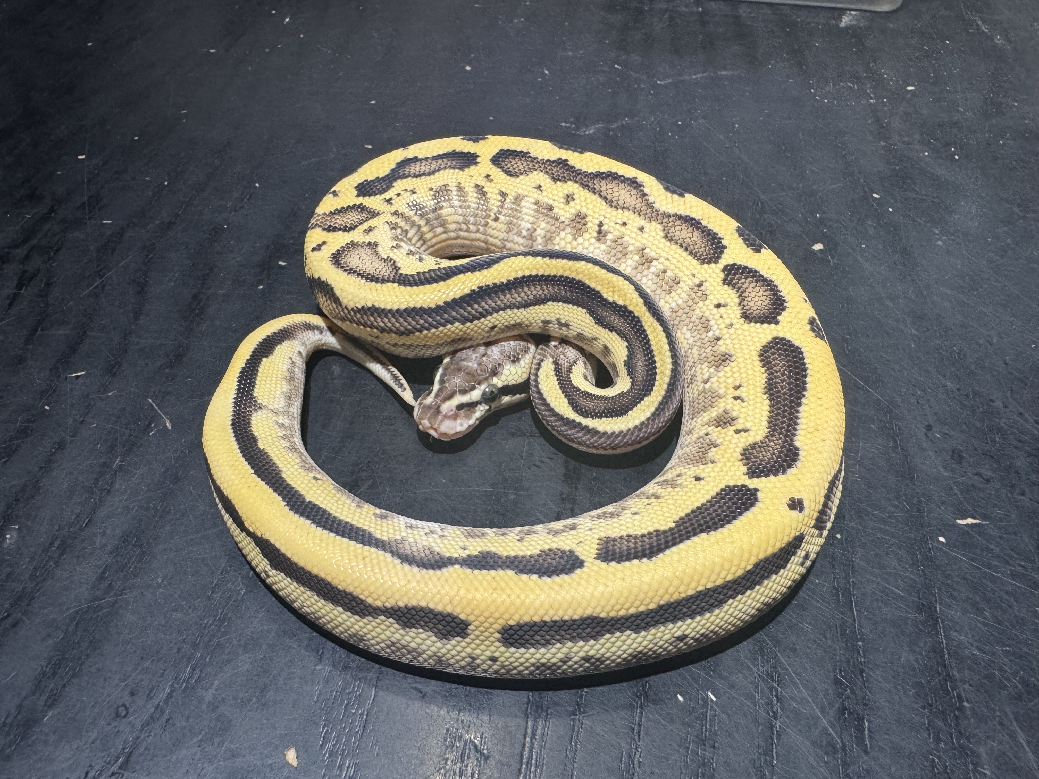 26 Pastel Fire Leopard  Orange Dream Yellow Belly or Asphalt 50% het Pied 1.0