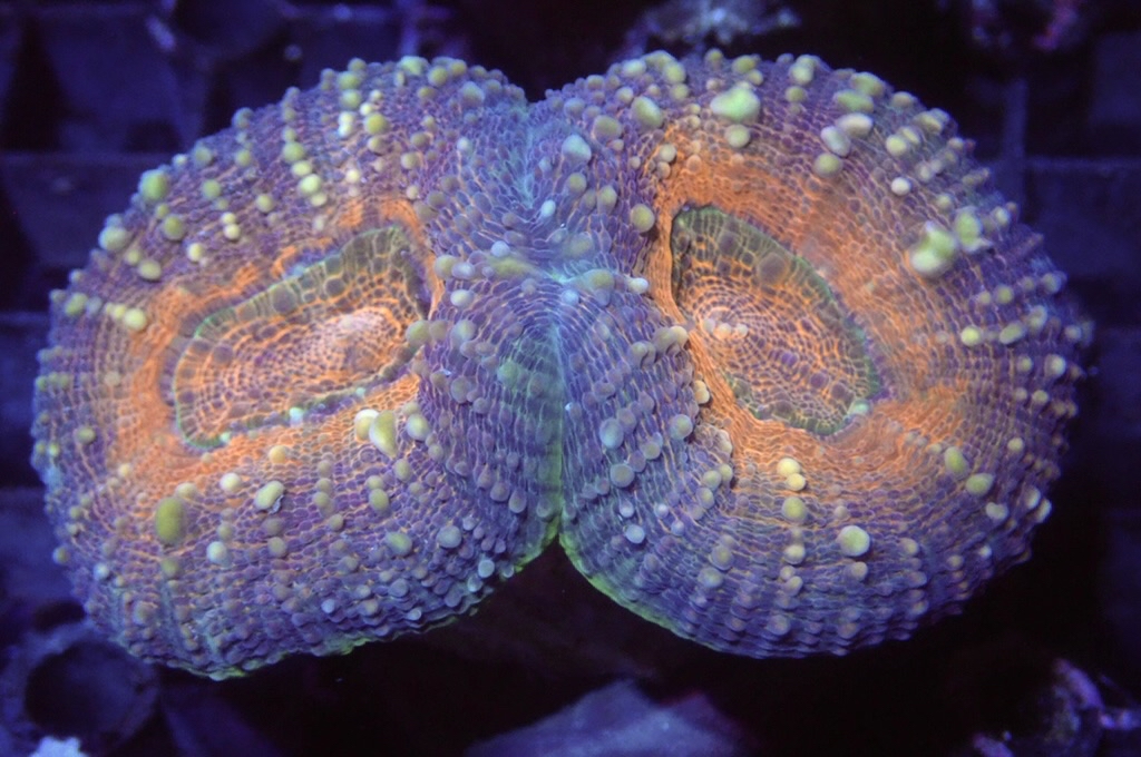 E8 分支骨針腦 （開大約2.5吋）