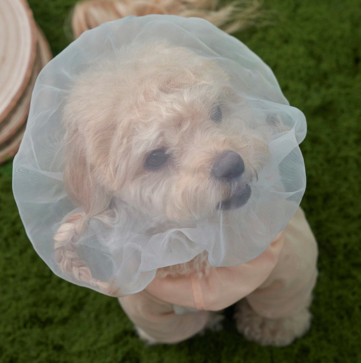 *Super Pet 🇰🇷 狗狗防護面罩 (DG427)