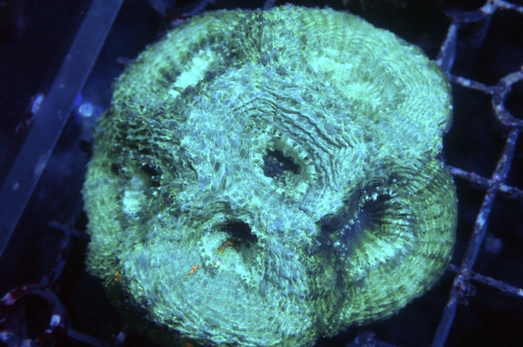 GG2 菊腦（開大約2吋）