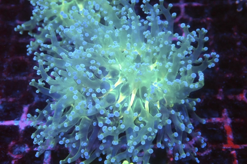 F11 啫喱（開大約3吋）