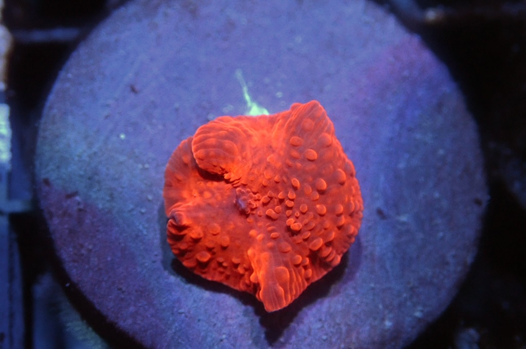 M16 菇（frag座3.5cm)