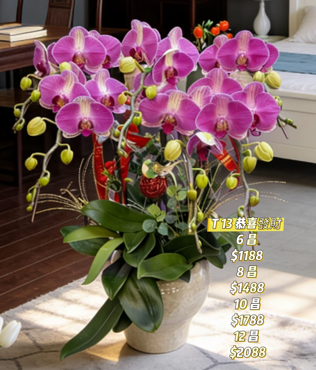 T13 恭喜發財蝴蝶蘭｜馬年招財必備