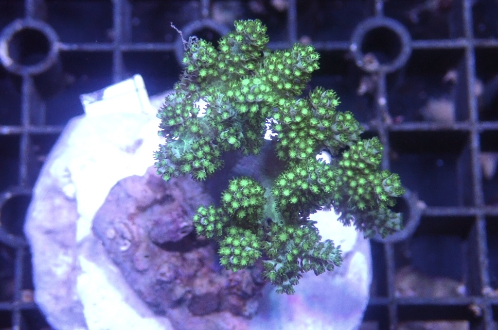 Tree 4 綠樹（開大約2.5-3吋）