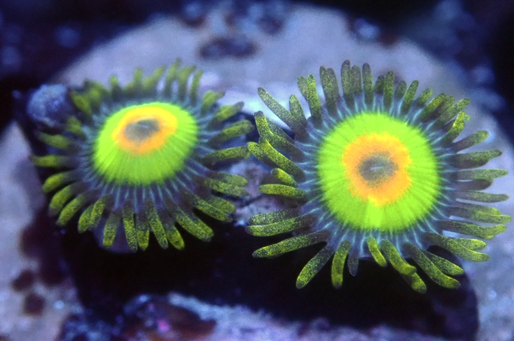 Z10 鈕扣（FRAG座2CM）