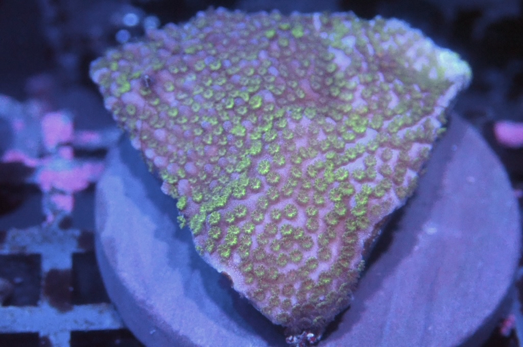 N24（開大約1.5吋）