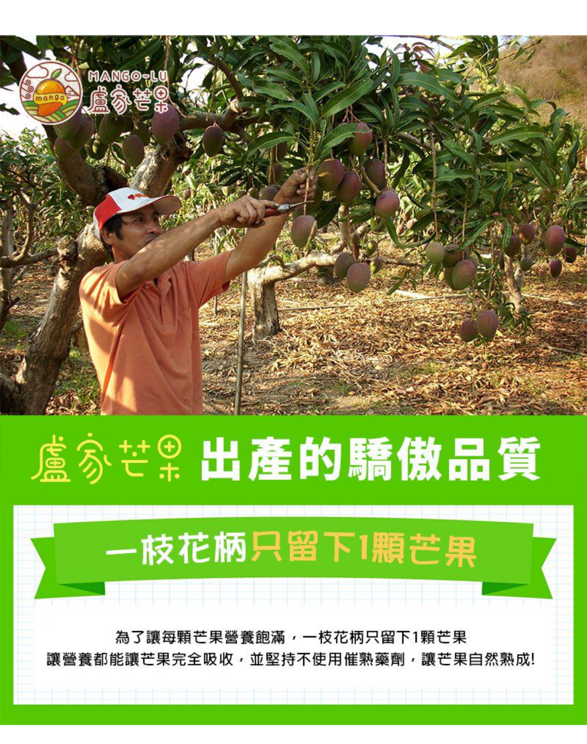 台灣直送 盧家芒果，享譽為愛文界的精品，叱吒海外風雲！產地直接空運