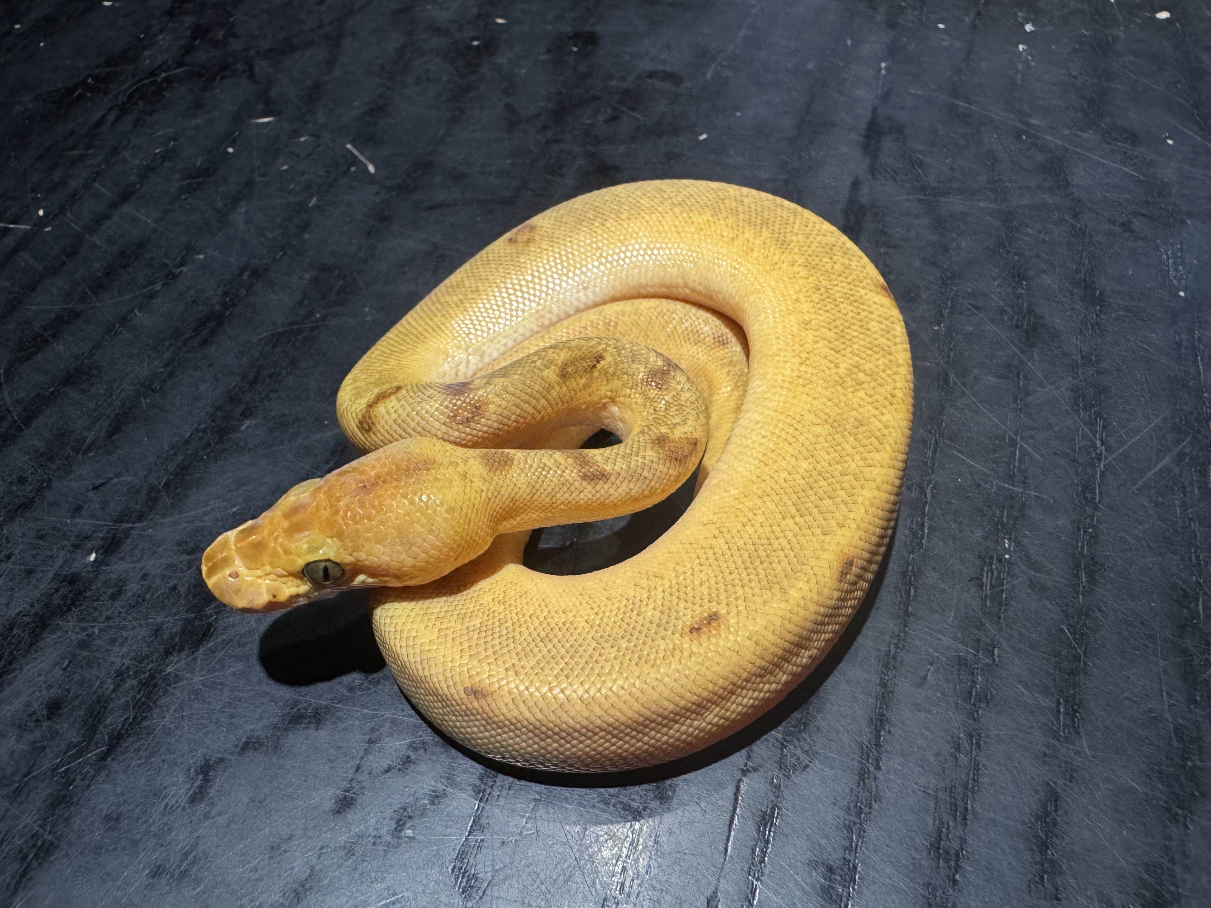 26 Orange Dream Enchi Fire Pinstripe Clown 0.1