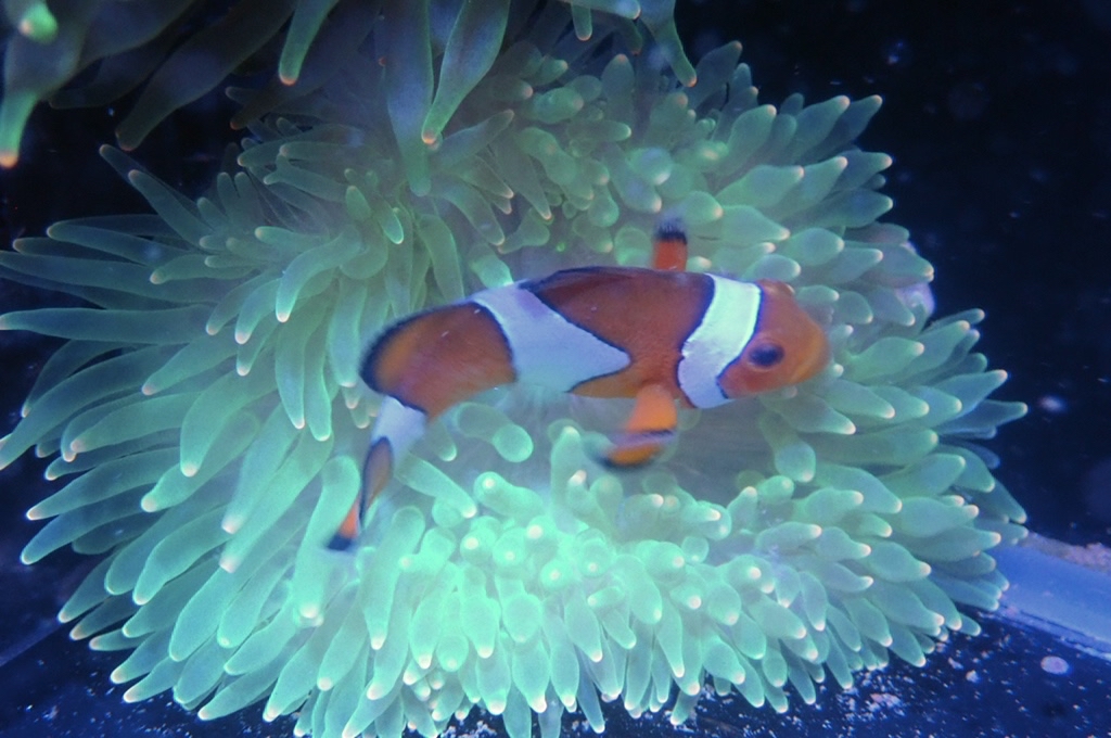 RB6 綠奶嘴葵（開大約3.5吋）