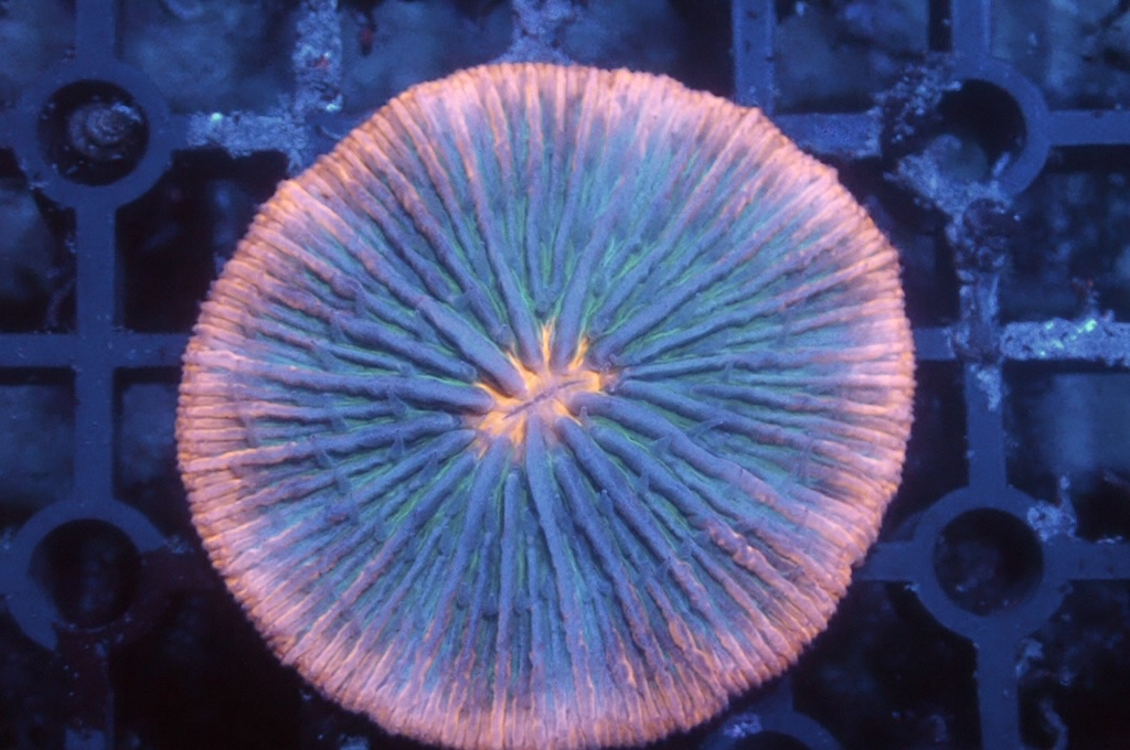 P4 飛碟 （開大約2.5吋）