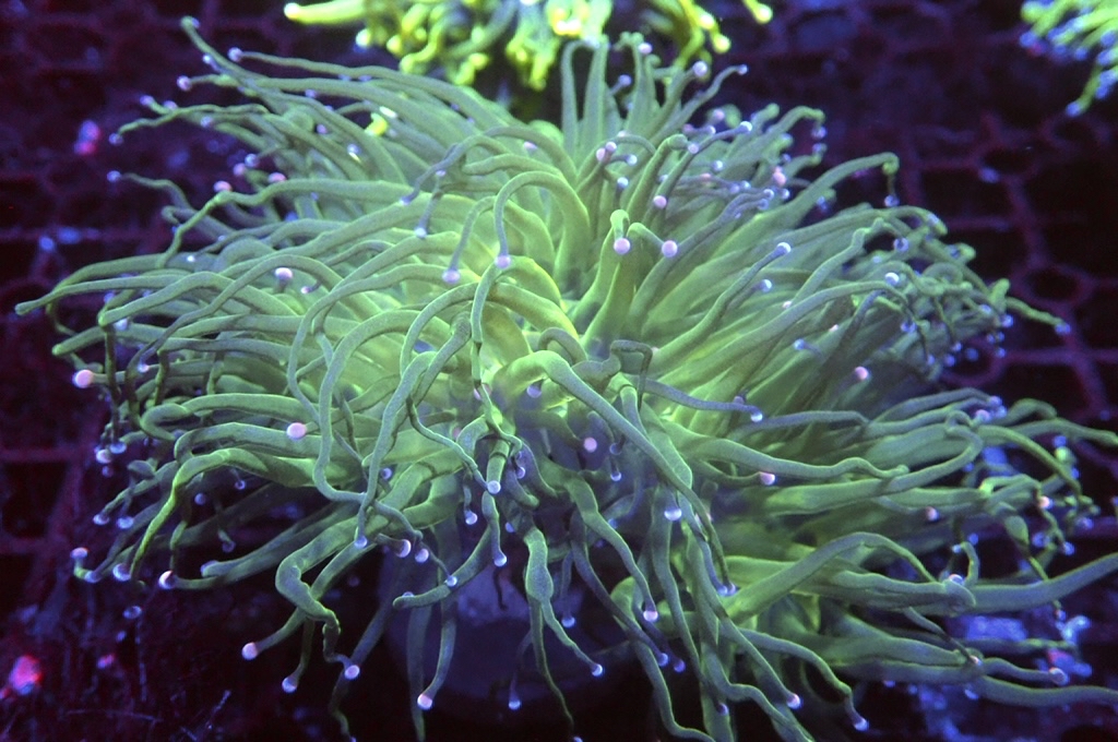 T12 綠火柴（開大約3.5吋）