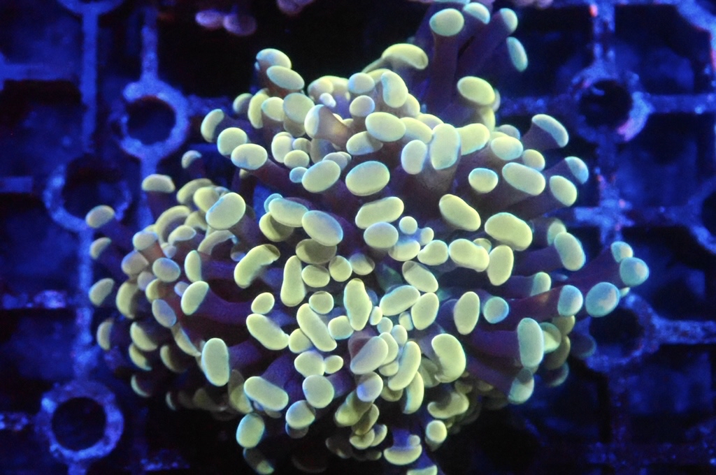 H17 豬腰  （開大約2.5吋）