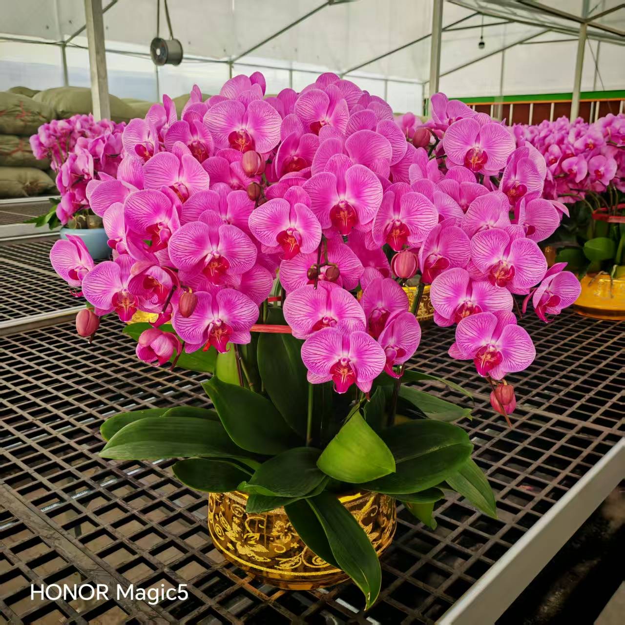 超特價砌盤 10椙