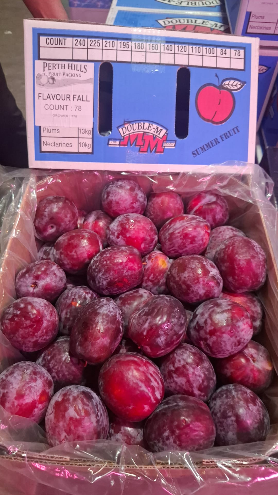 澳洲恐龍蛋布冧 每份2個