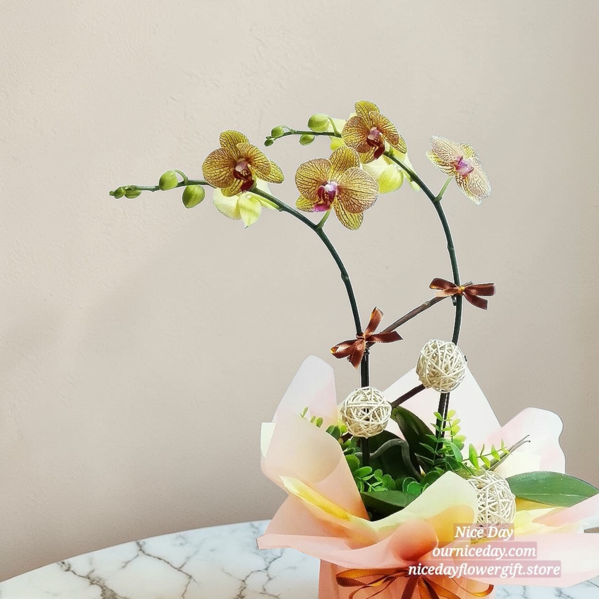 BO04 蝴蝶蘭枱花