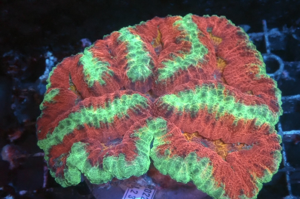 D3 腦（開大約3.5吋）