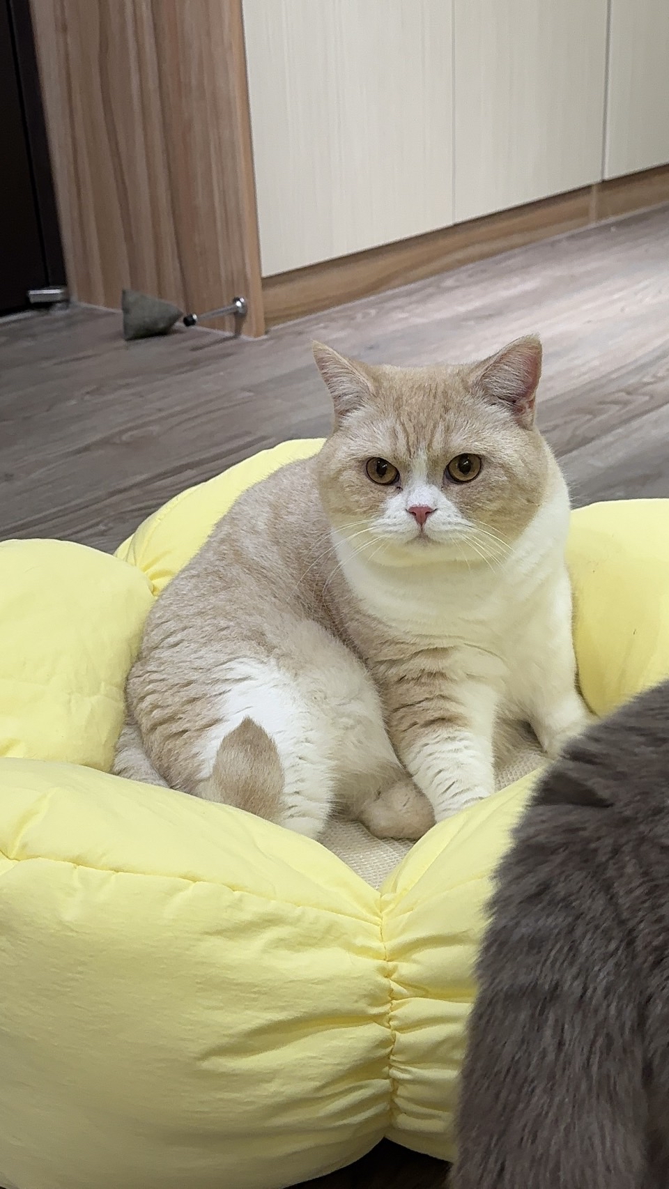 韓國🇰🇷Curvy Nest