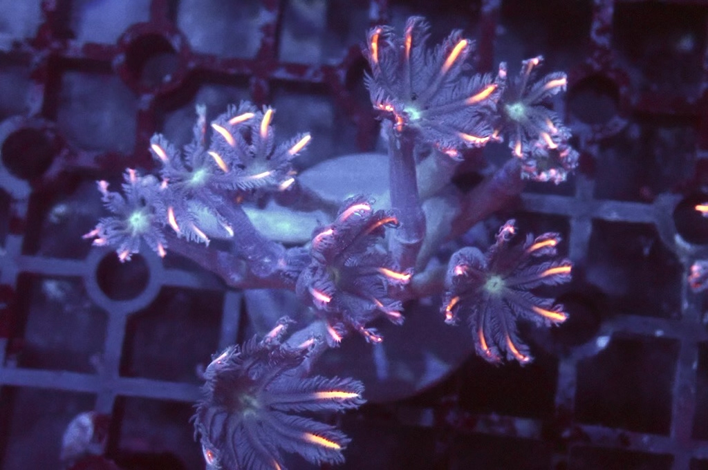 SF6 大手星花（開大約1.5吋）